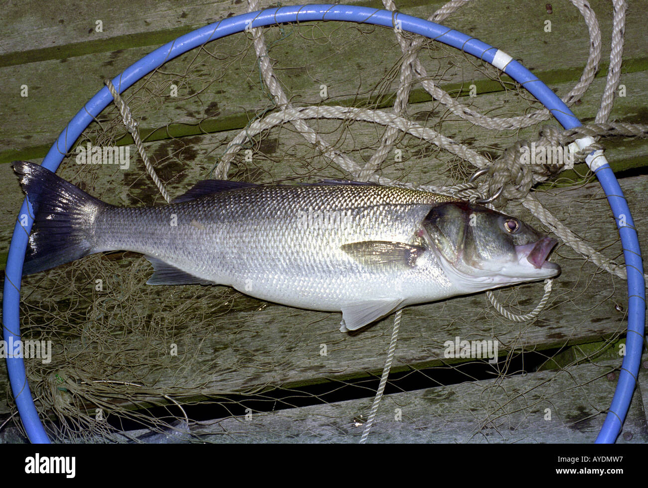 Sea bass hunting hi-res stock photography and images - Page 3 - Alamy