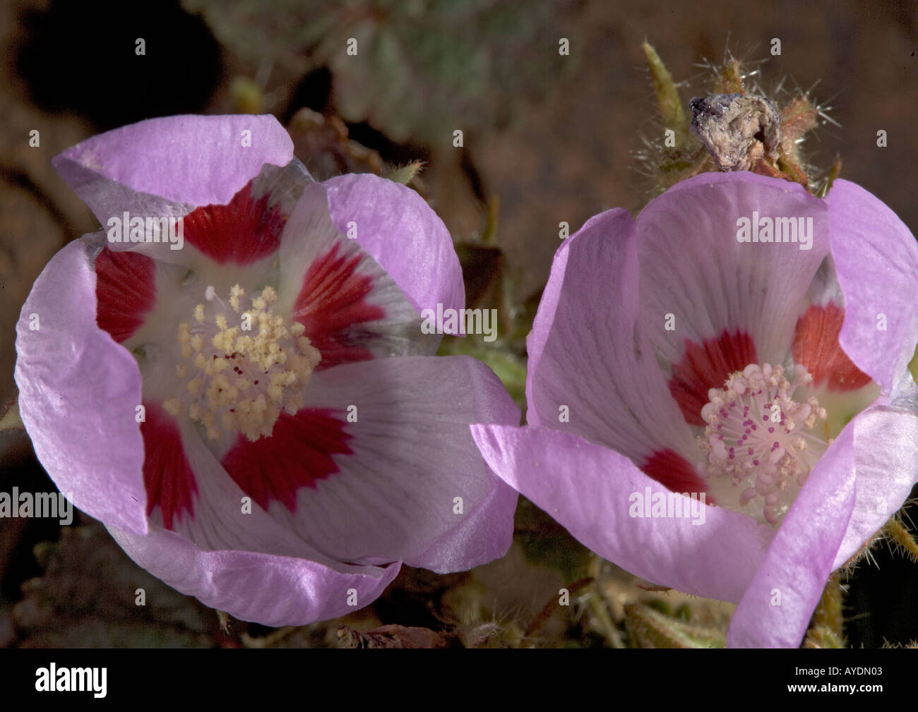 Desert five-spot in flower (Eremalche rotundifolia), California Stock Photo