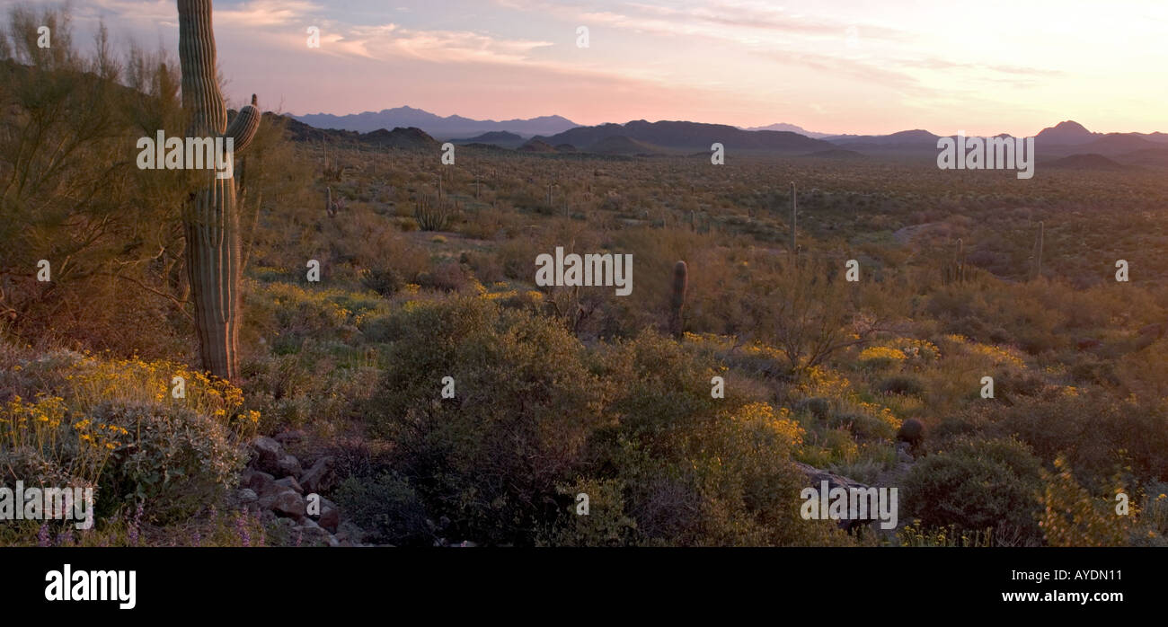 Organ Pipes National Monument, evening panorama with  giant cactus or Sahuaro (Carnegia gigantea) in desert, Arizona Stock Photo
