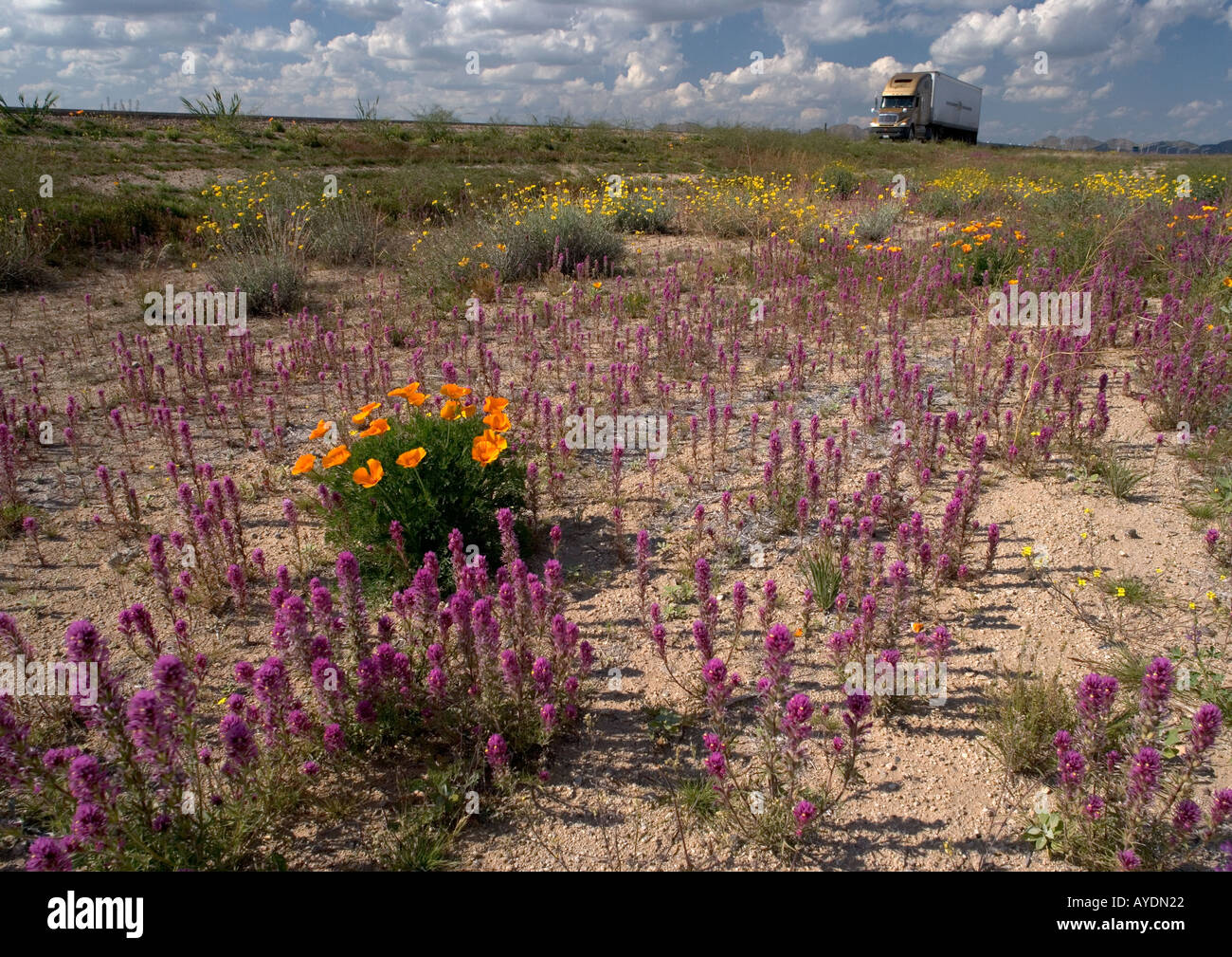 Roadside flowers in the Sonoran desert on H85 near Buckeye Arizona