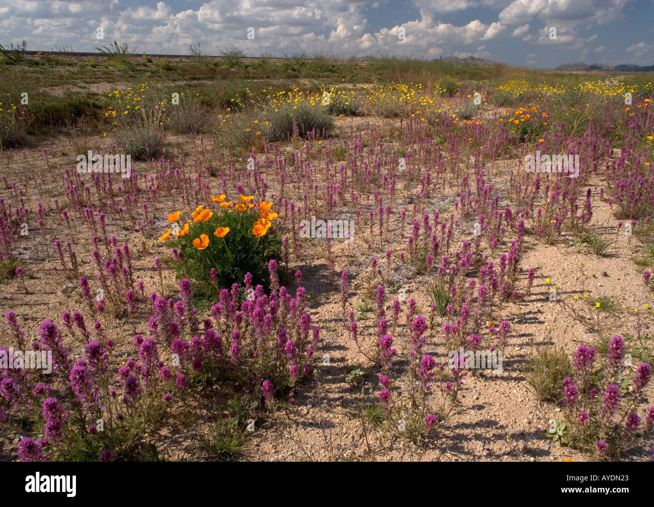 Roadside flowers in the Sonoran desert on H85 near Buckeye Arizona Stock Photo