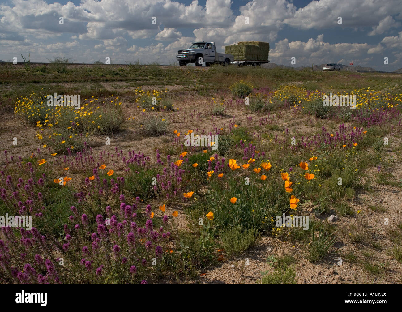 Roadside flowers in the Sonoran desert on H85 route near Buckeye, Arizona, USA Stock Photo