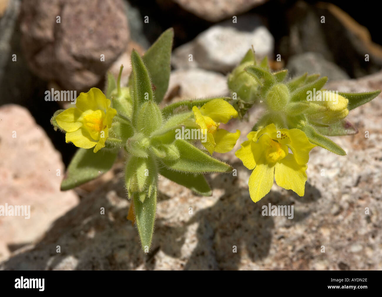 Lesser mohavea growing in Death Valley Stock Photo
