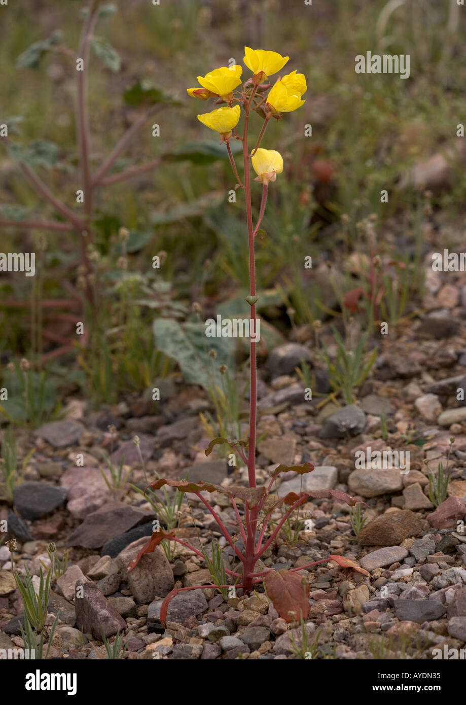 Yellow cups, ( Camissonia brevipes ) type of evening primrose. California Stock Photo