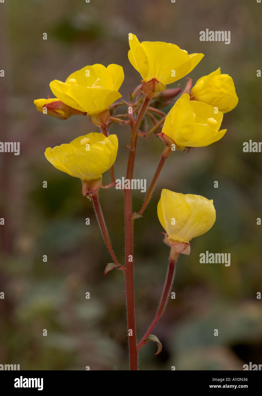 Yellow cups, ( Camissonia brevipes ) type of evening primrose, California Stock Photo