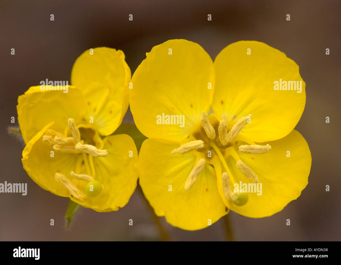 Yellow cups (Camissonia brevipes), type of evening primrose. California Stock Photo