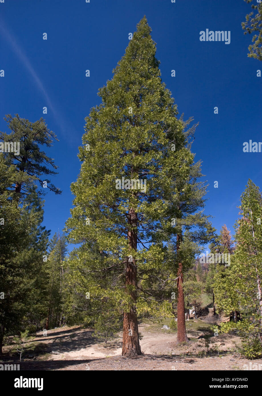 Incense cedar tree (Calocedrus decurrens = Libocedrus decurrens) Stock Photo