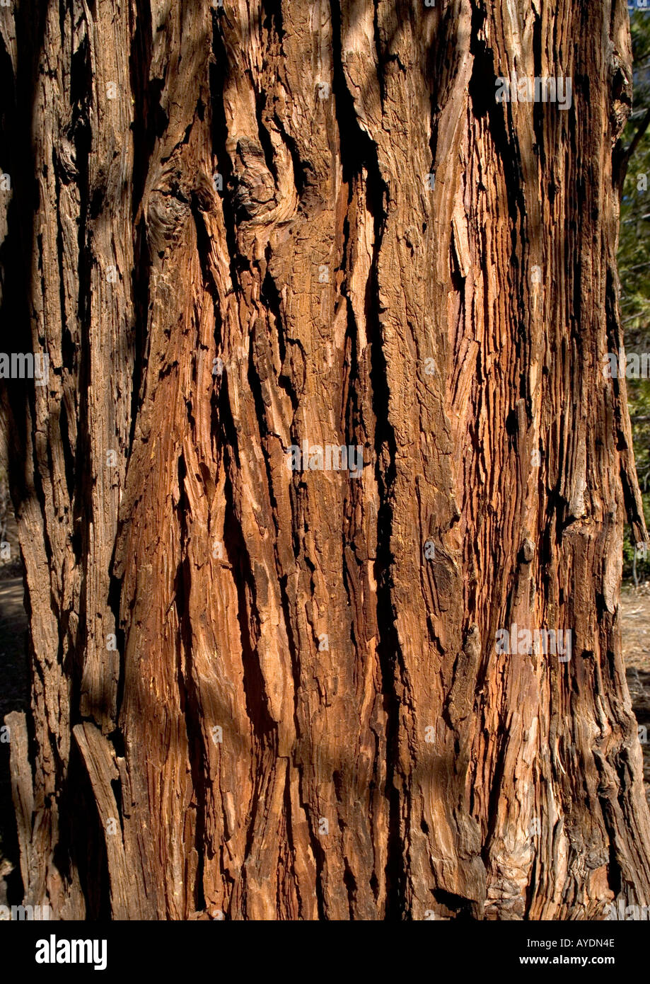 Incense cedar bark (Calocedrus decurrens = Libocedrus decurrens) Stock Photo