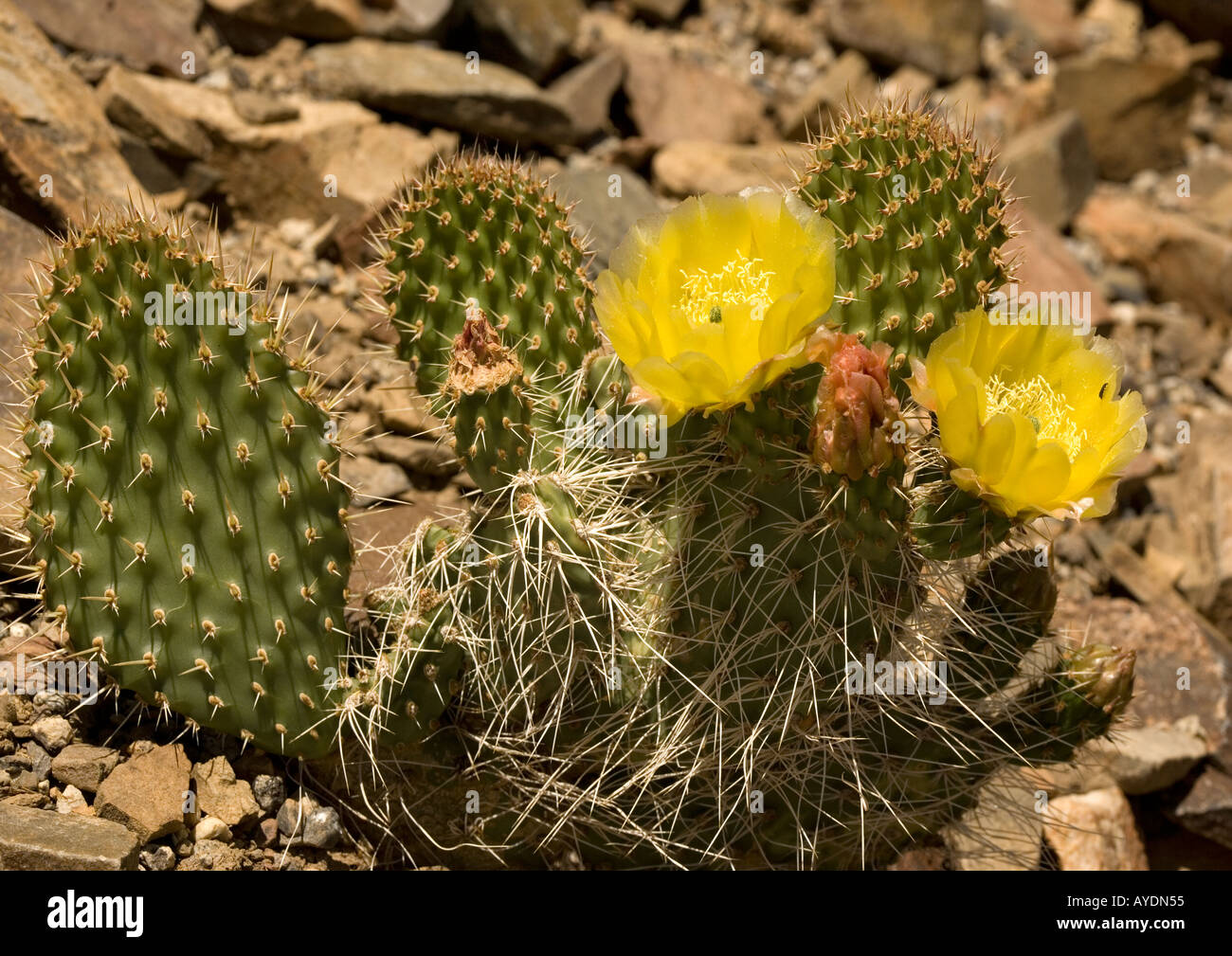 Engelmann's prickly pear at c 8000 ft, Sierra Nevada, USA. Yellow flower Stock Photo