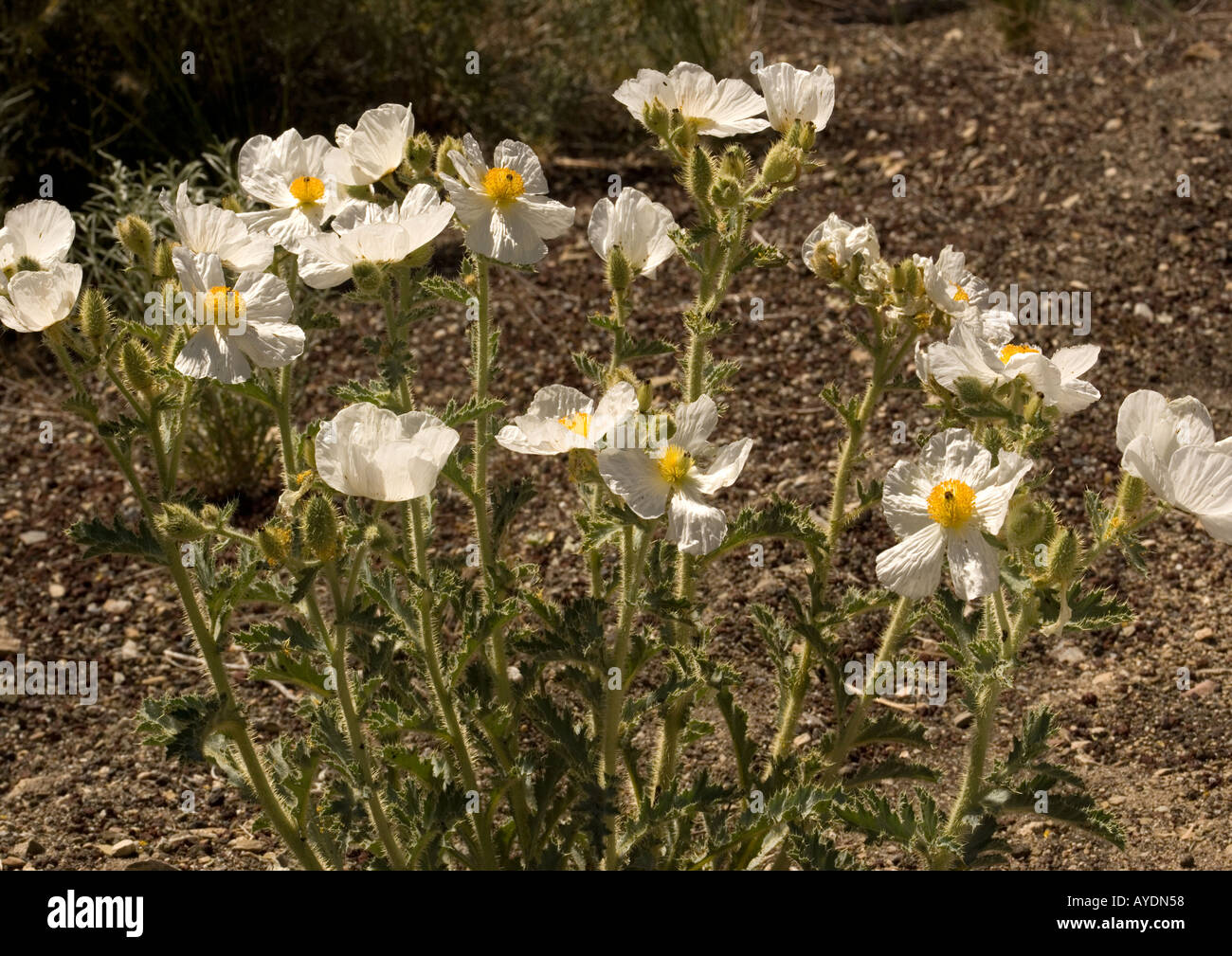 Desert prickly poppy (Argemone munita), California Stock Photo