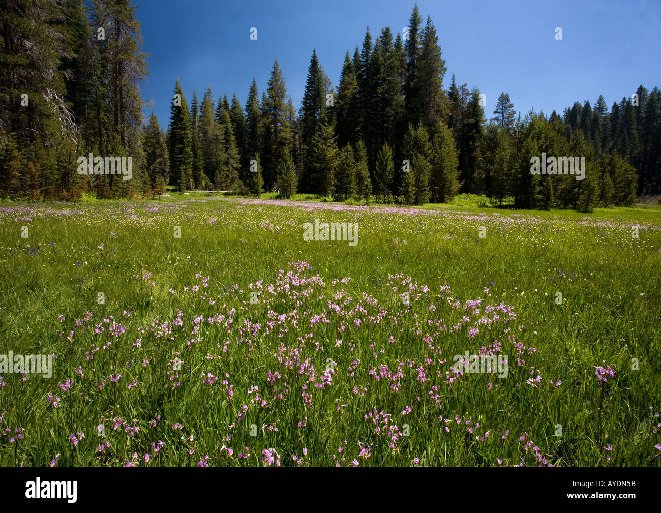 Jeffrey's shooting star  (Dodecatheon jeffreyi) in damp grassland Yosemite National Park Stock Photo