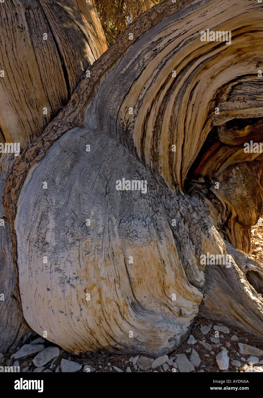 Great Basin bristlecone pine tree (Pinus longaeva) White Mountains, USA Stock Photo