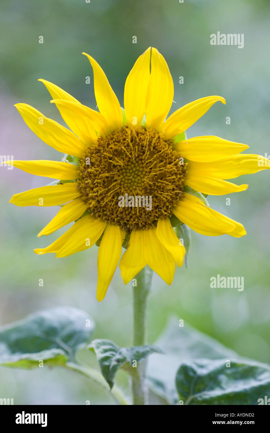 Wild sunflower in Florida Stock Photo Alamy