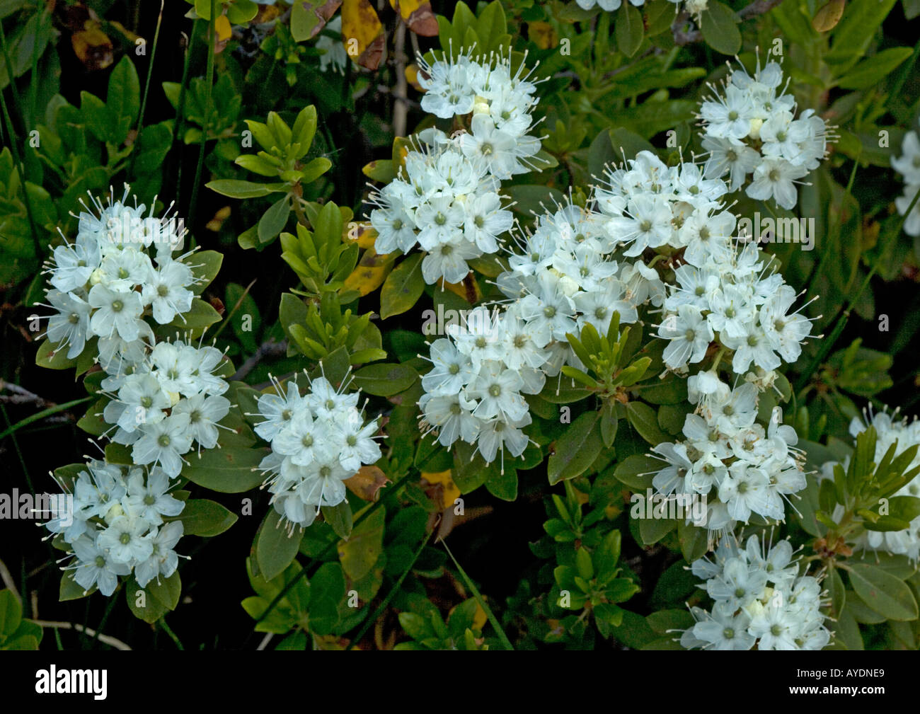 Labrador tea (Ledum glandulosum) growing in Sierra Nevada Stock Photo