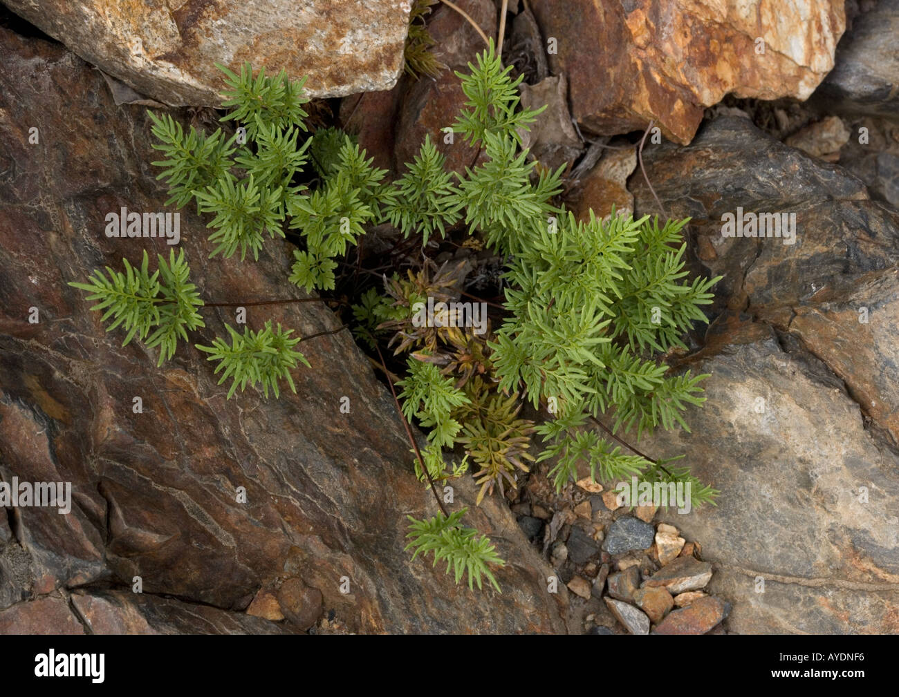 Indian's dream fern (Aspidotis densa)  in rock crevice Stock Photo