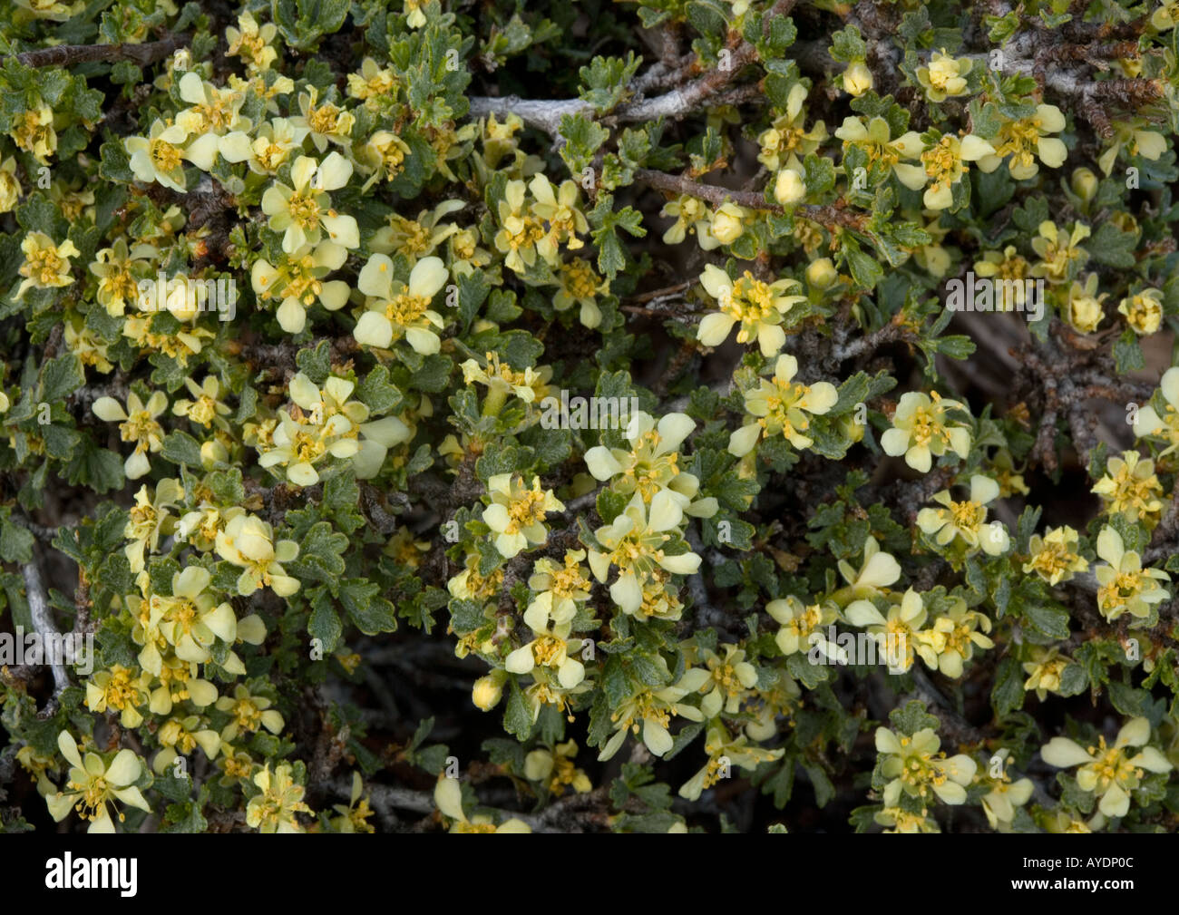 Bitter brush ( Purshia tridentata ) in flower, Sierra Nevada, California Stock Photo Alamy
