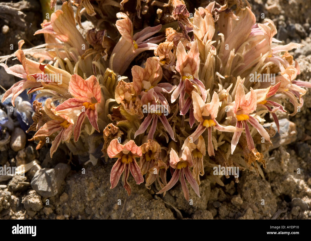 A broomrape ( Orobanche corymbosa ) parasitic on Artemisia species Sierra Nevada, California Stock Photo