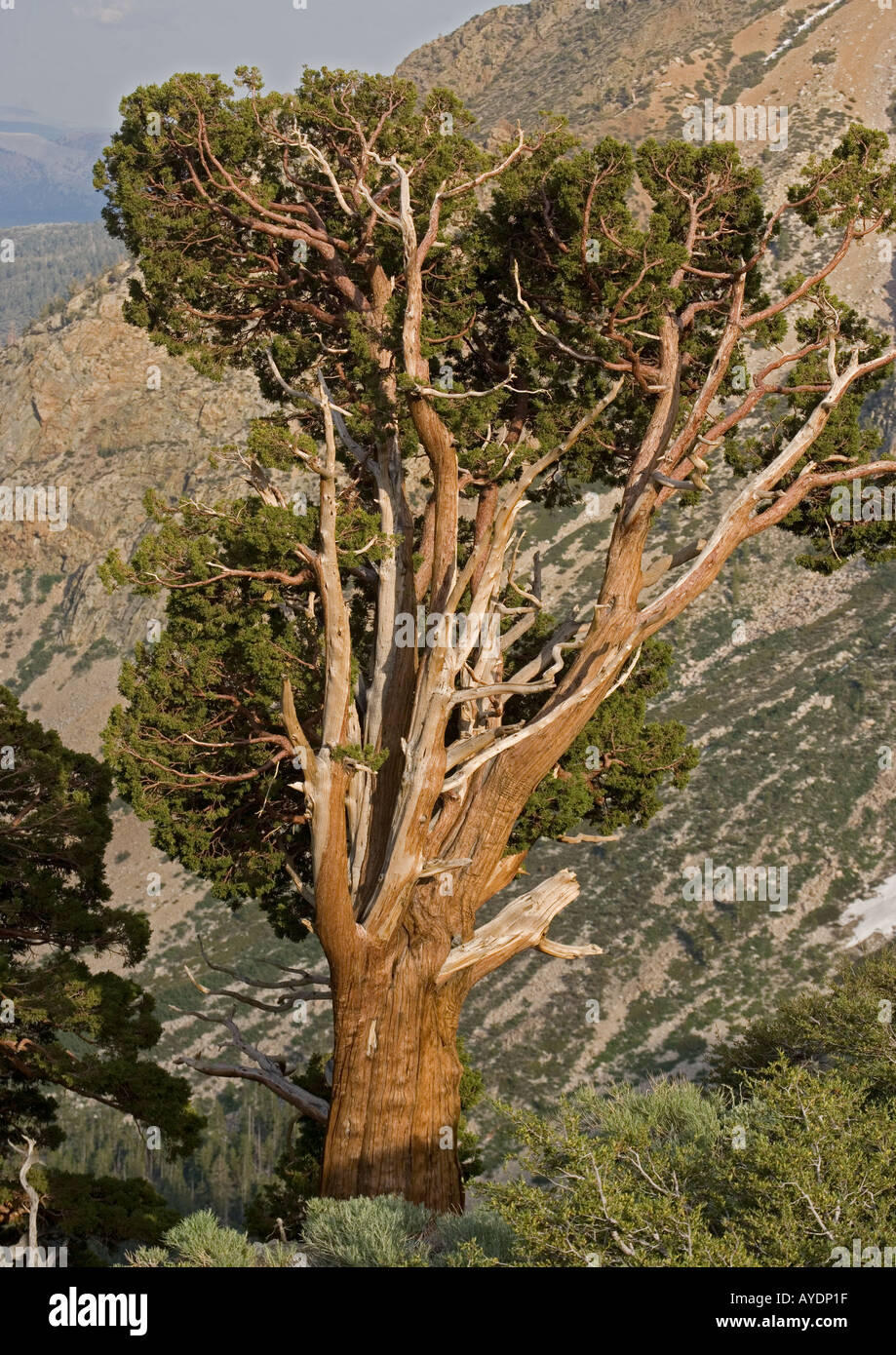 Ancient Sierra or western juniper (Juniperus occidentalis ) tree at high altitude in Yosemite National Park Stock Photo