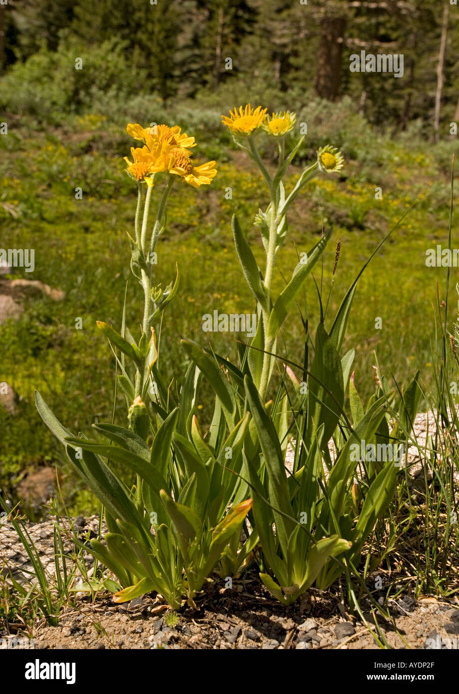 Sneezeweed ( Dugaldia hoopesii ), Sierra Nevada, USA Stock Photo