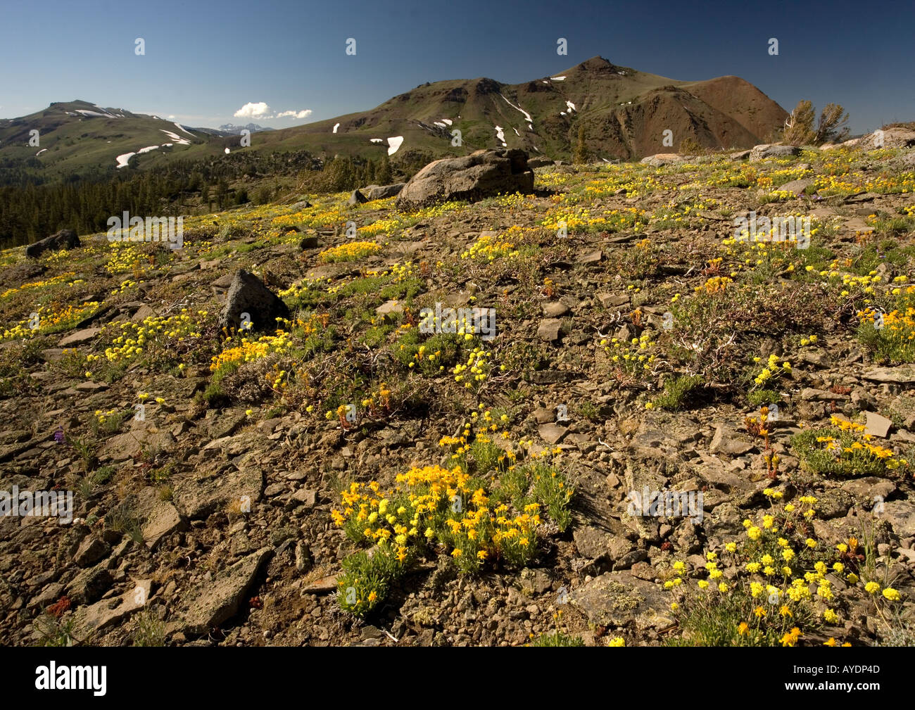 Predominantly Vegetation High Resolution Stock Photography and Images ...