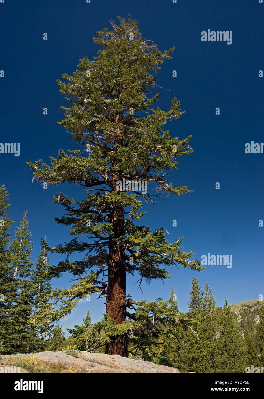 Red fir tree (Abies magnifica) at c 9500 ft in the Sierra Nevada, USA