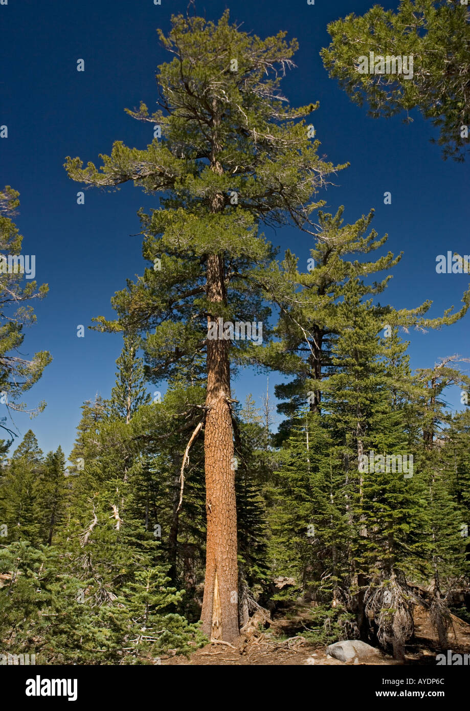 Western white pine tree (Pinus monticola) at c 9500 ft in the Sierra Nevada Stock Photo