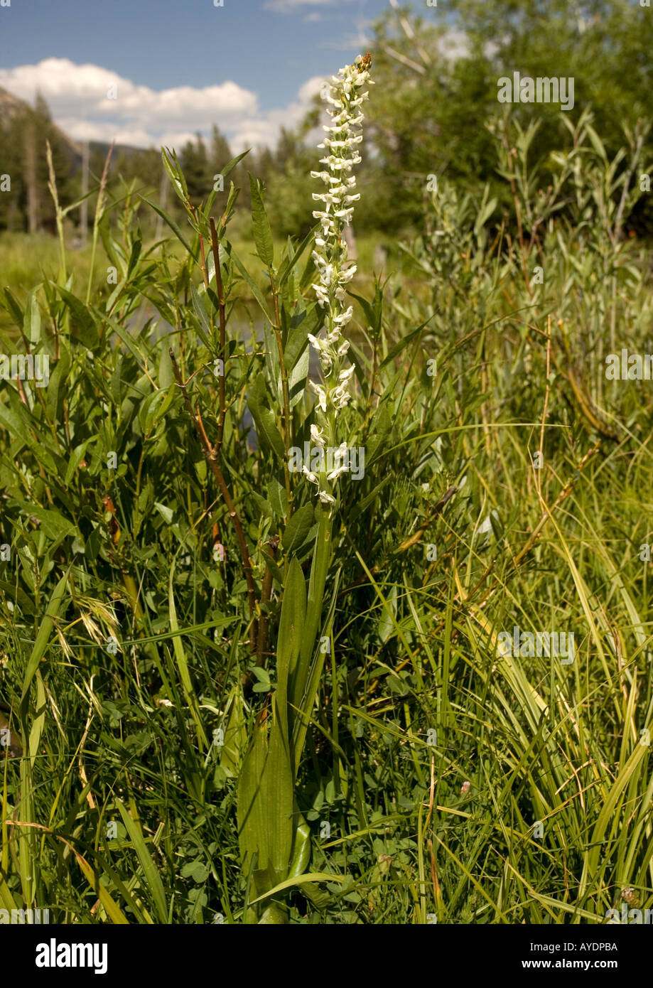 Sierra rein orchid ( Platanthera leucostachys ) in streamside wetland in Lundy canyon Sierra Nevada, USA Stock Photo