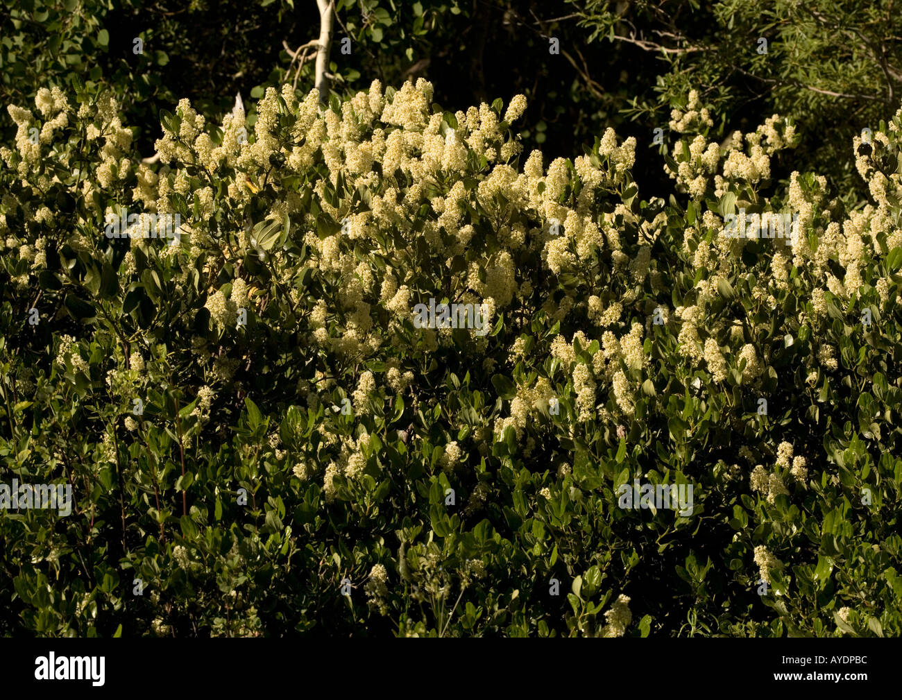 A mountain Ceanothus, tobacco brush Sierra Nevada Stock Photo