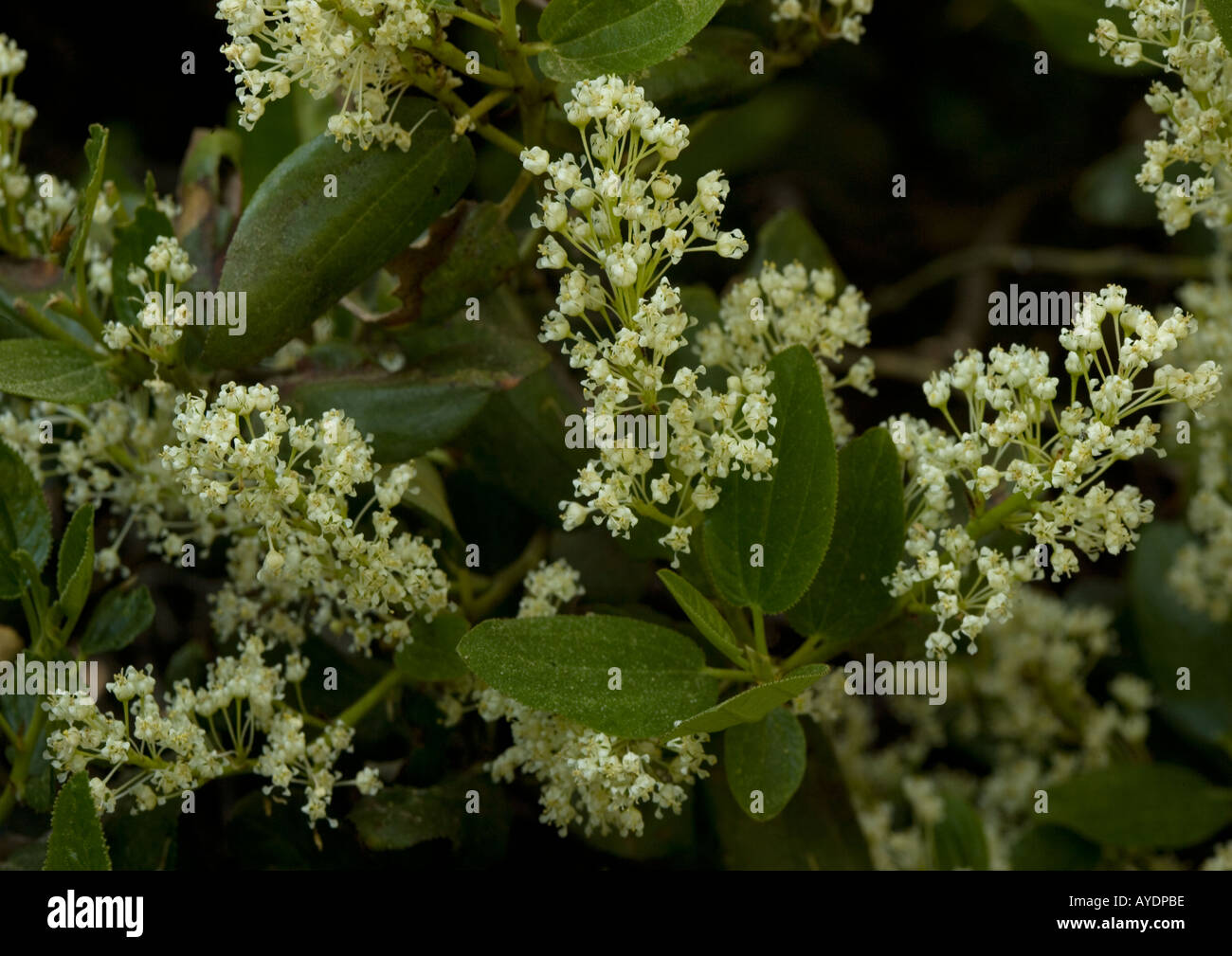 A mountain Ceanothus velutinus, tobacco brush Sierra Nevada Stock Photo