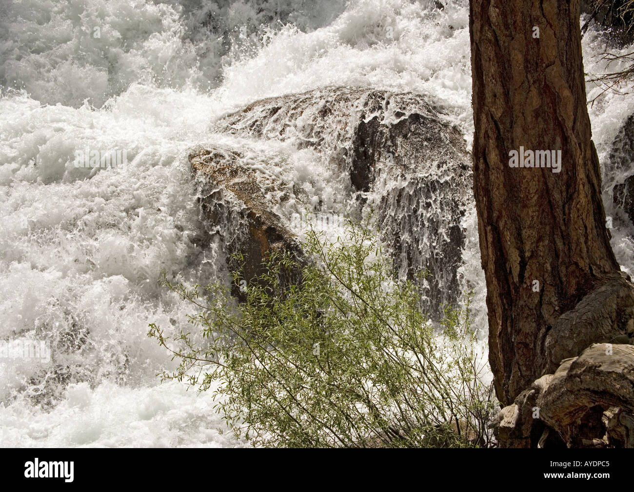 Jeffrey's pine (Pinus jeffreyi) by waterfall on Lee Vining river,  Sierra Nevada, USA Stock Photo