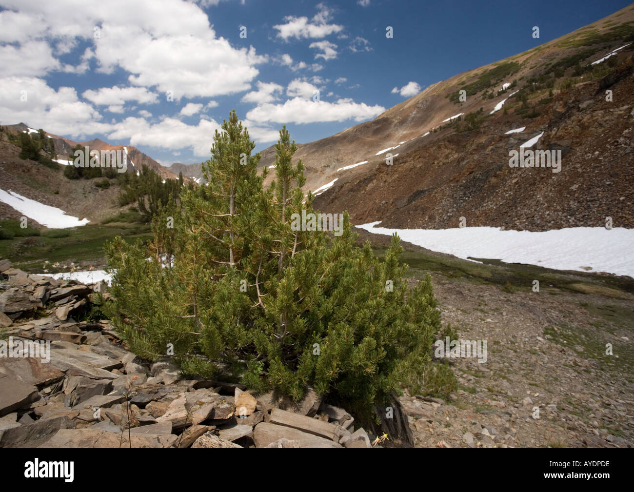 Whitebark pines dwarfed at high altitude c 12 000 ft in Yosemite National Park, California, USA Stock Photo