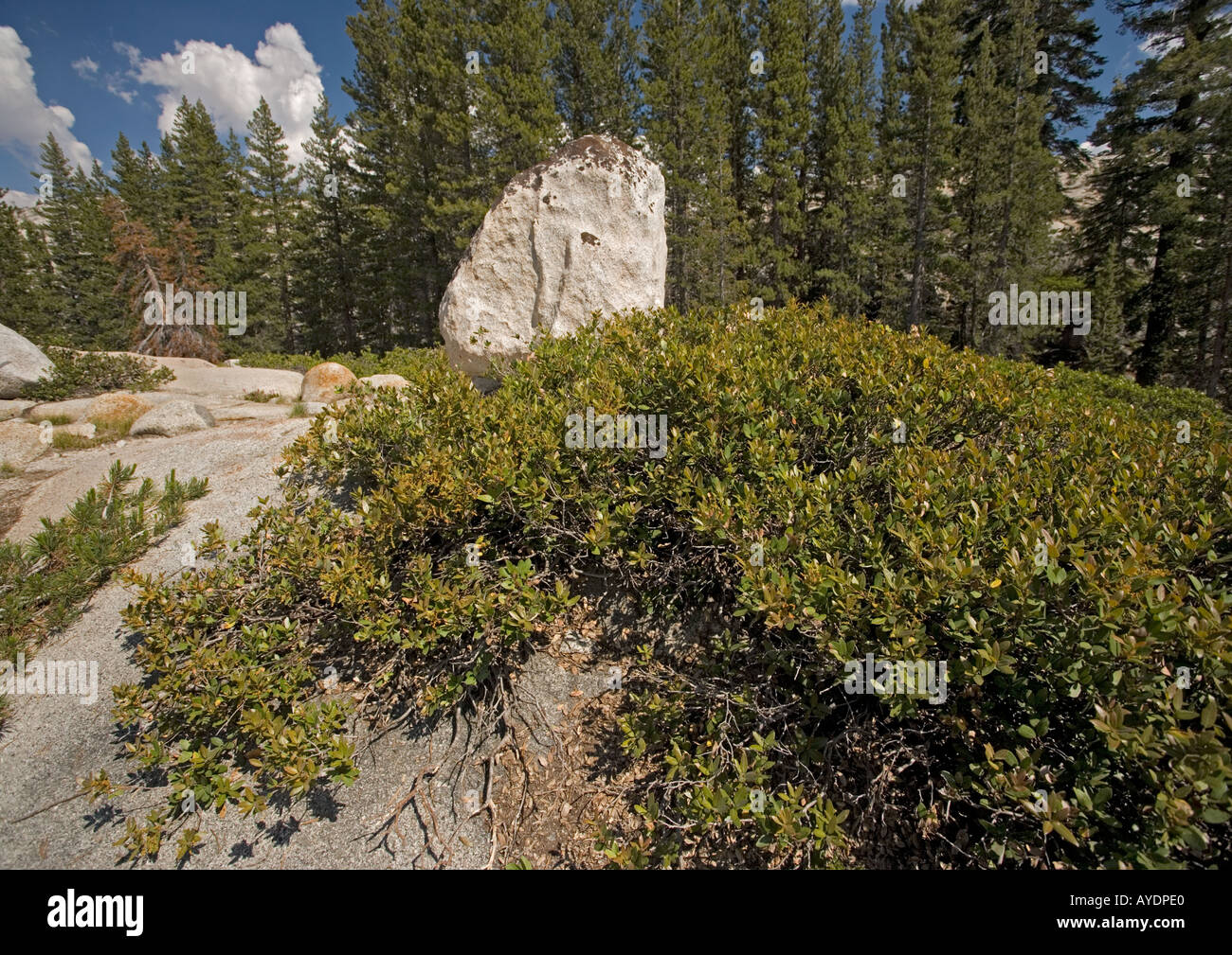 Huckleberry oak Quercus vaccinifolia sprawling over granite boulder Yosemite National Park Stock Photo