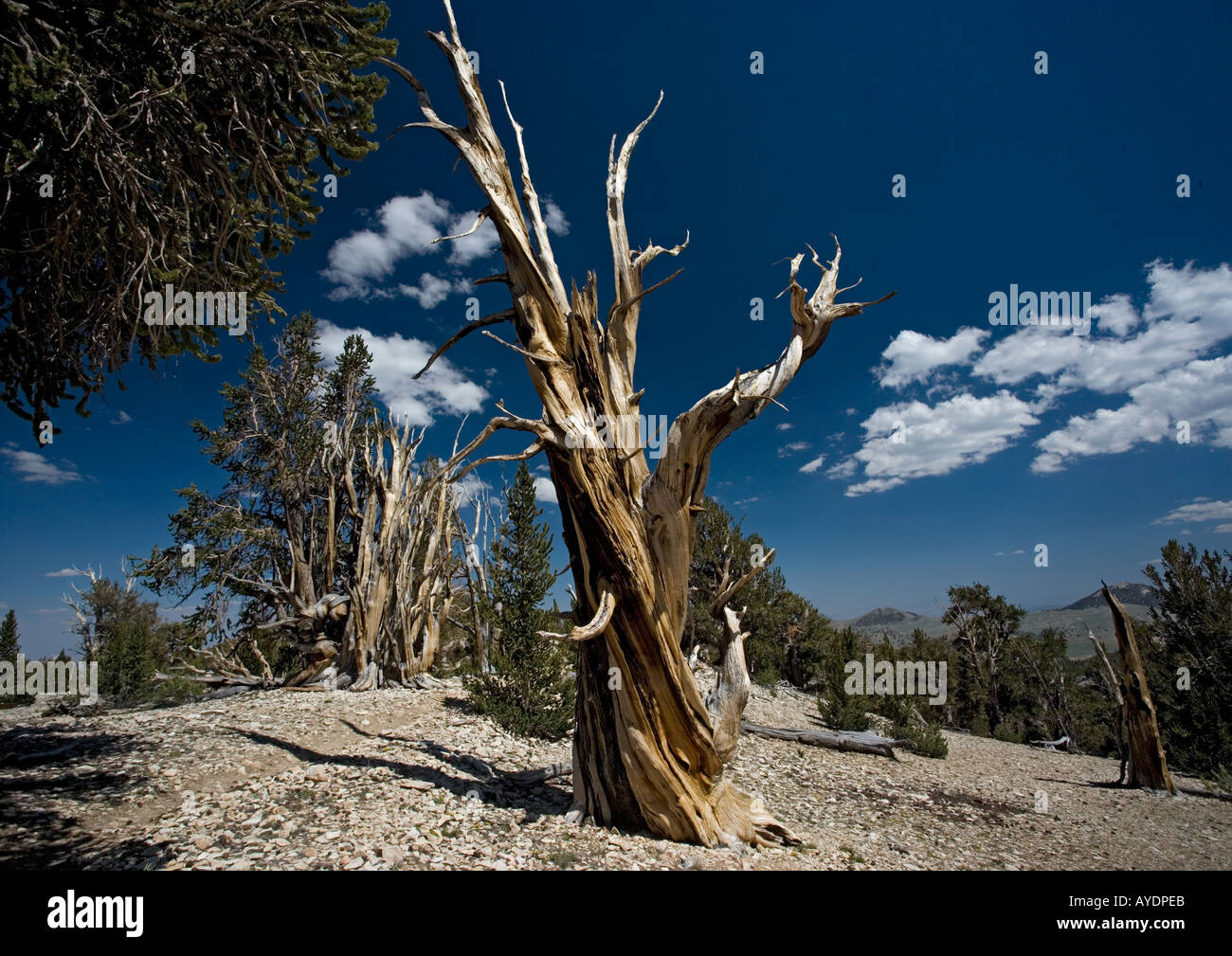 Bristlecone pine trees Pinus longaeva at c 11 000 ft in the White Mountains Stock Photo