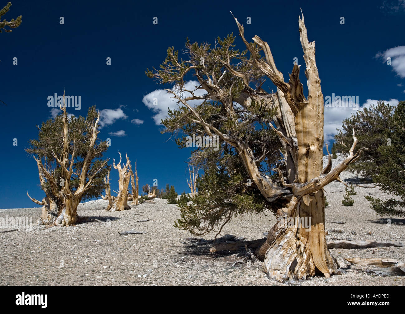 Bristlecone pine trees Pinus longaeva at c 11,000 ft in the White Mountains Stock Photo