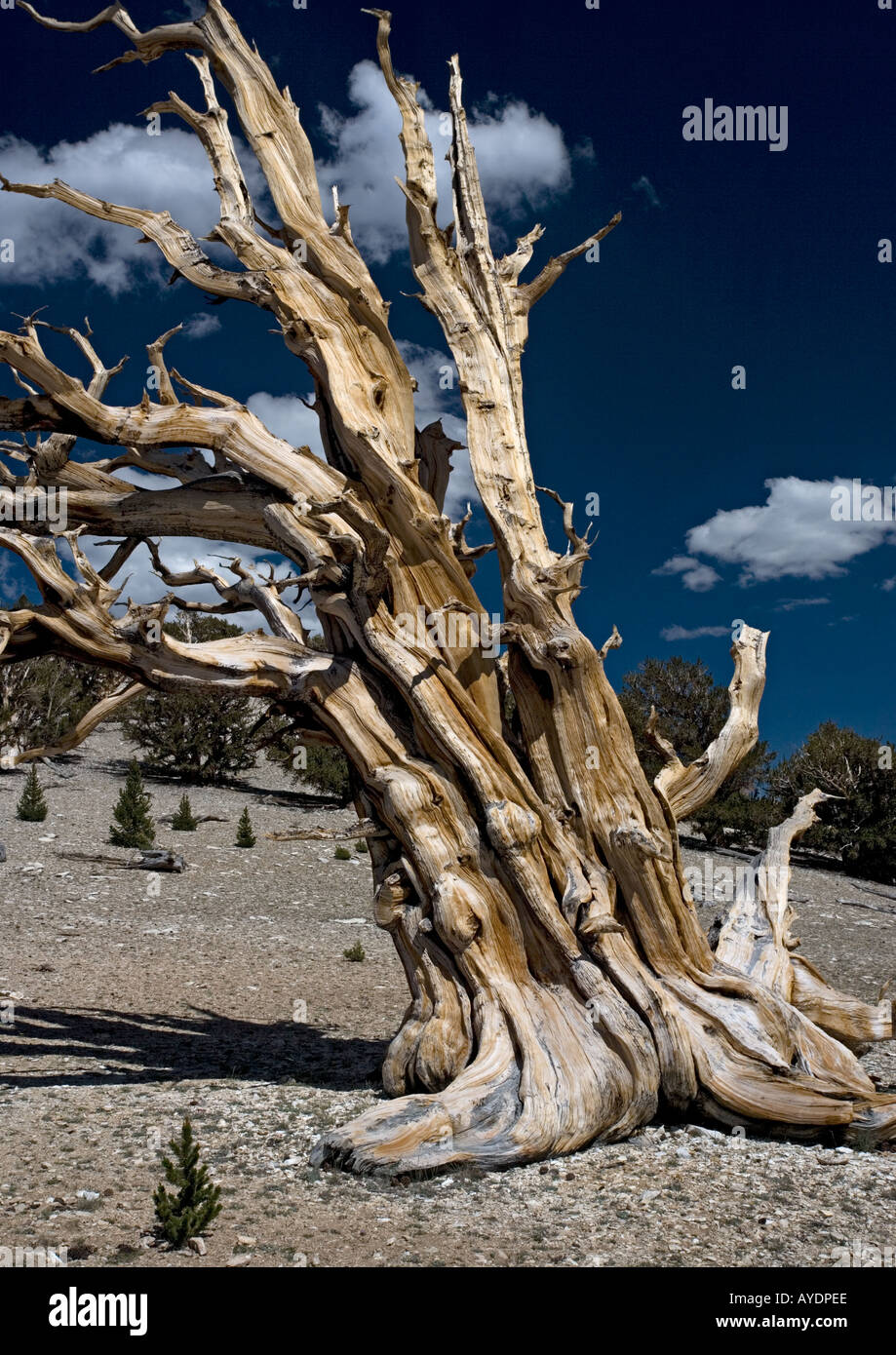 Bristlecone pine trees Pinus longaeva at c 11 000 ft in the White Mountains, California, USA Stock Photo