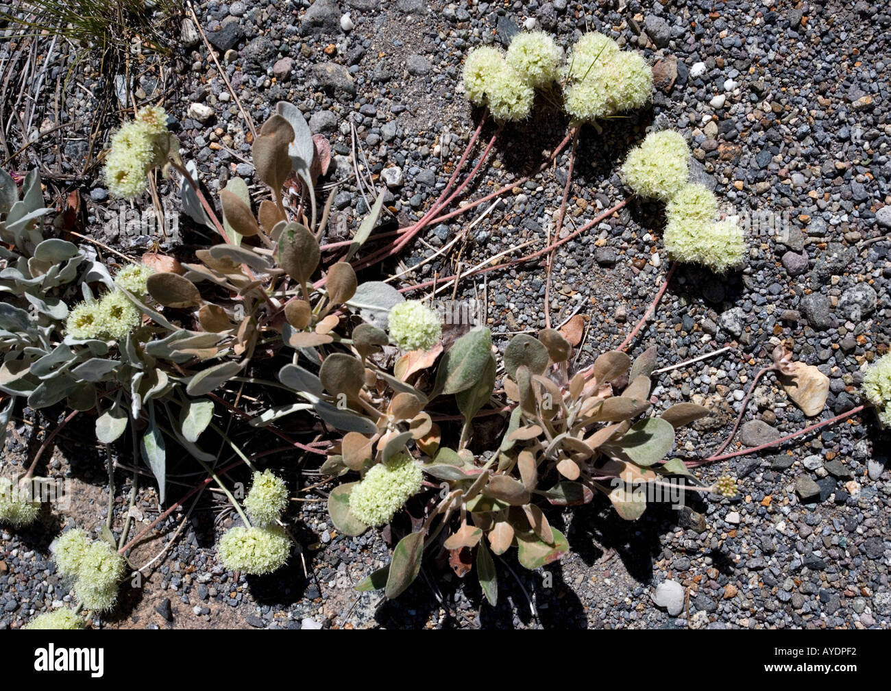 Lobb's buckwheat Eriogonum lobbii on granite gravel at 9000 ft Sierra Nevada Stock Photo