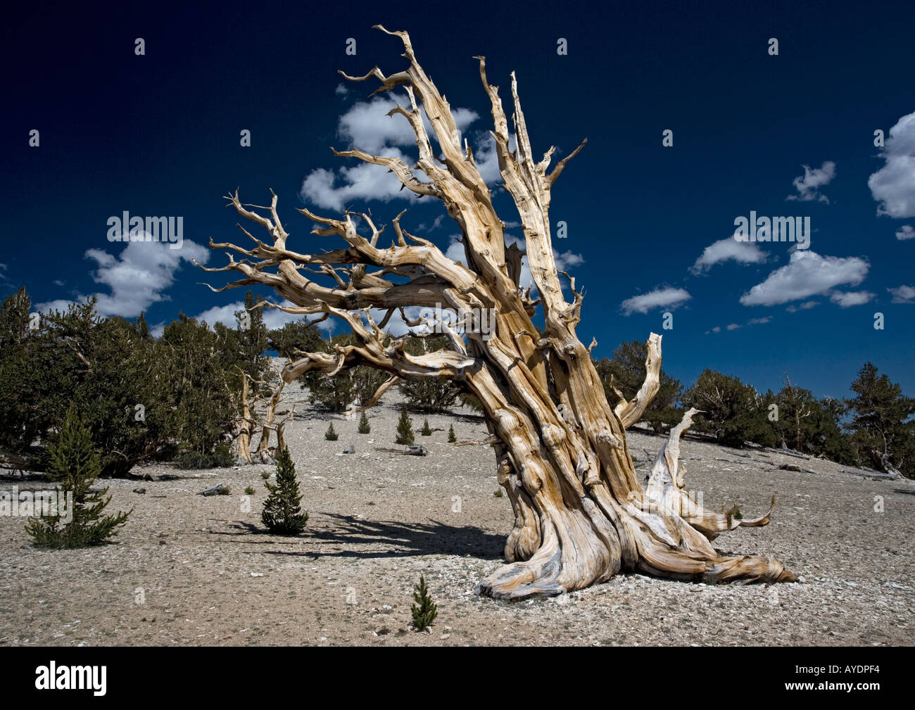Great Basin bristlecone pine (Pinus longaeva) at around 11000 ft in the White Mountains, california, USA Stock Photo