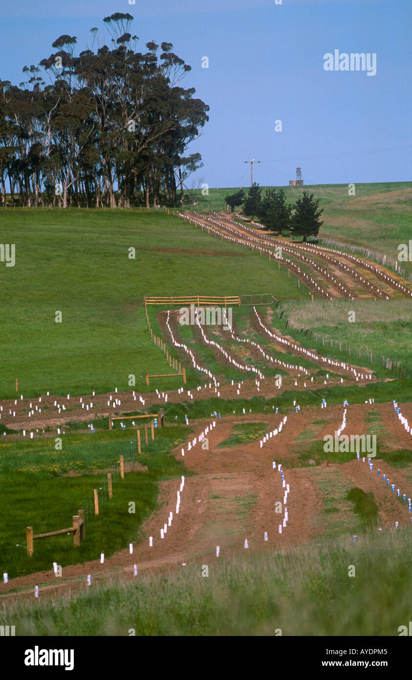 Tree planting for shelter belts, Victoria, Australia Stock Photo Alamy
