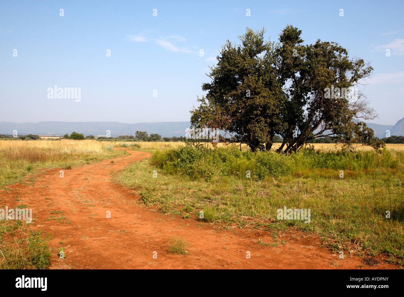 dirt track within entabeni game reserve welgevonden waterberg limpopo province south africa Stock Photo