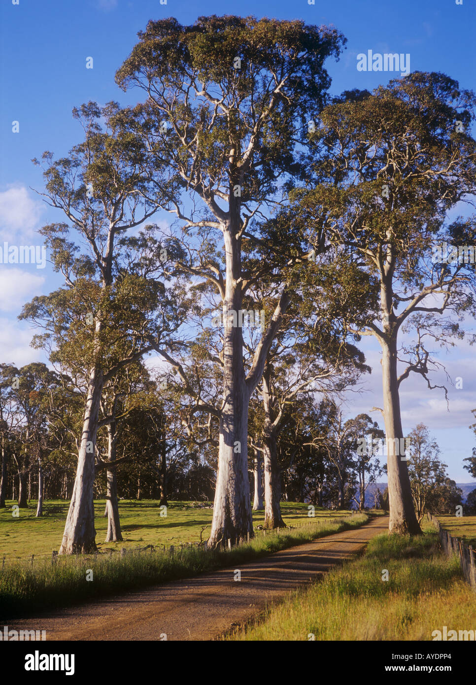 Country lane, Tasmania, Australia Stock Photo