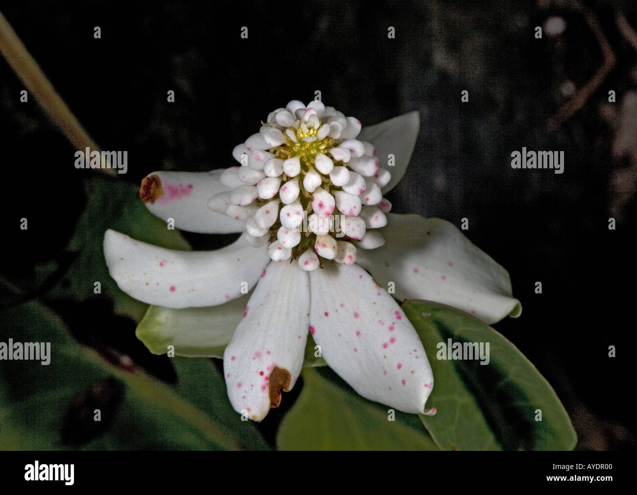 Yerba mansa, Anemopsis californica Stock Photo