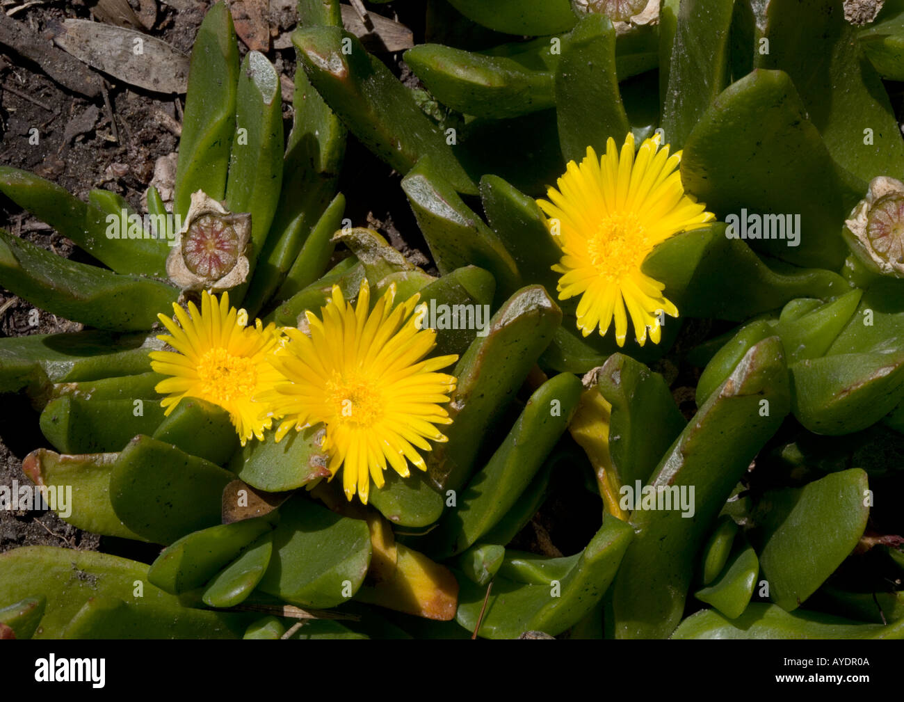 Glottiphyllum linguiforme Stock Photo