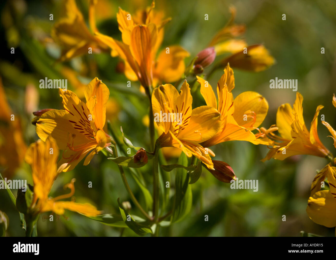 Peruvian lily or lily of the incas Also known as Alstroemeria aurea Stock Photo