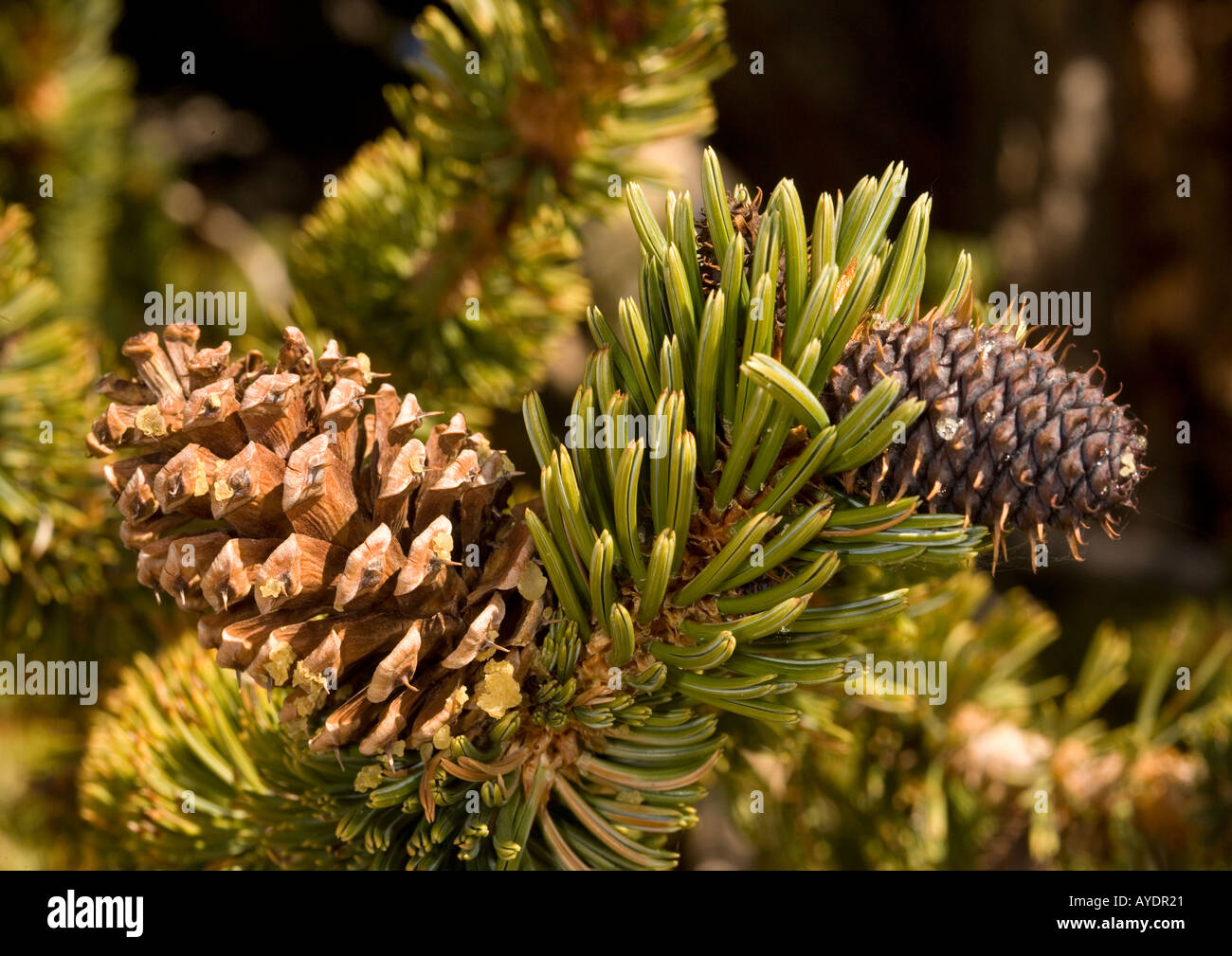 Bristlecone pine tree (Pinus longaeva) pine cones, close-up Stock Photo