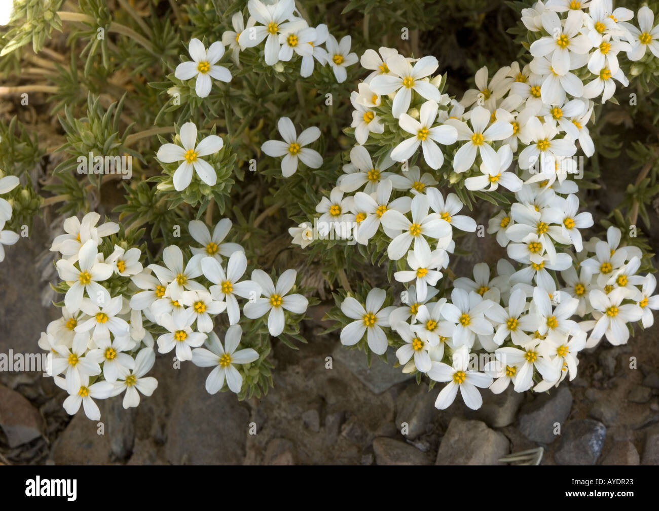 A high altitude alpine flower, Linanthus nuttallii  in the White Mountains California Stock Photo