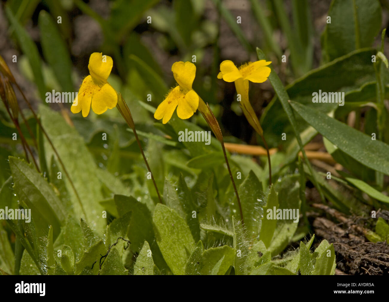 Mimulus flowers hi-res stock photography and images - Alamy