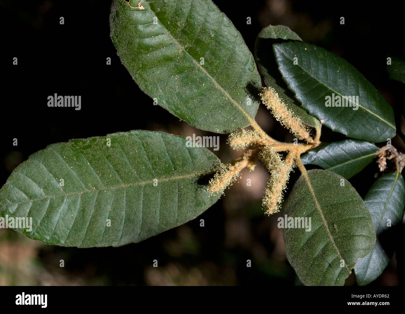 Tanbark-oak (Lithocarpus densiflorus) flower and leaves, California, USA Stock Photo