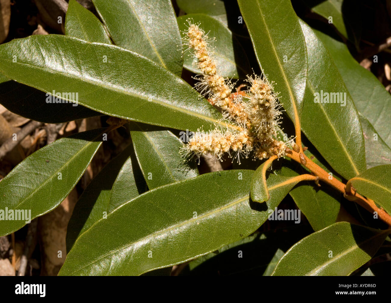 Golden chinquapin (Chrysolepis chrysophylla) flower and leaves, close-up Stock Photo