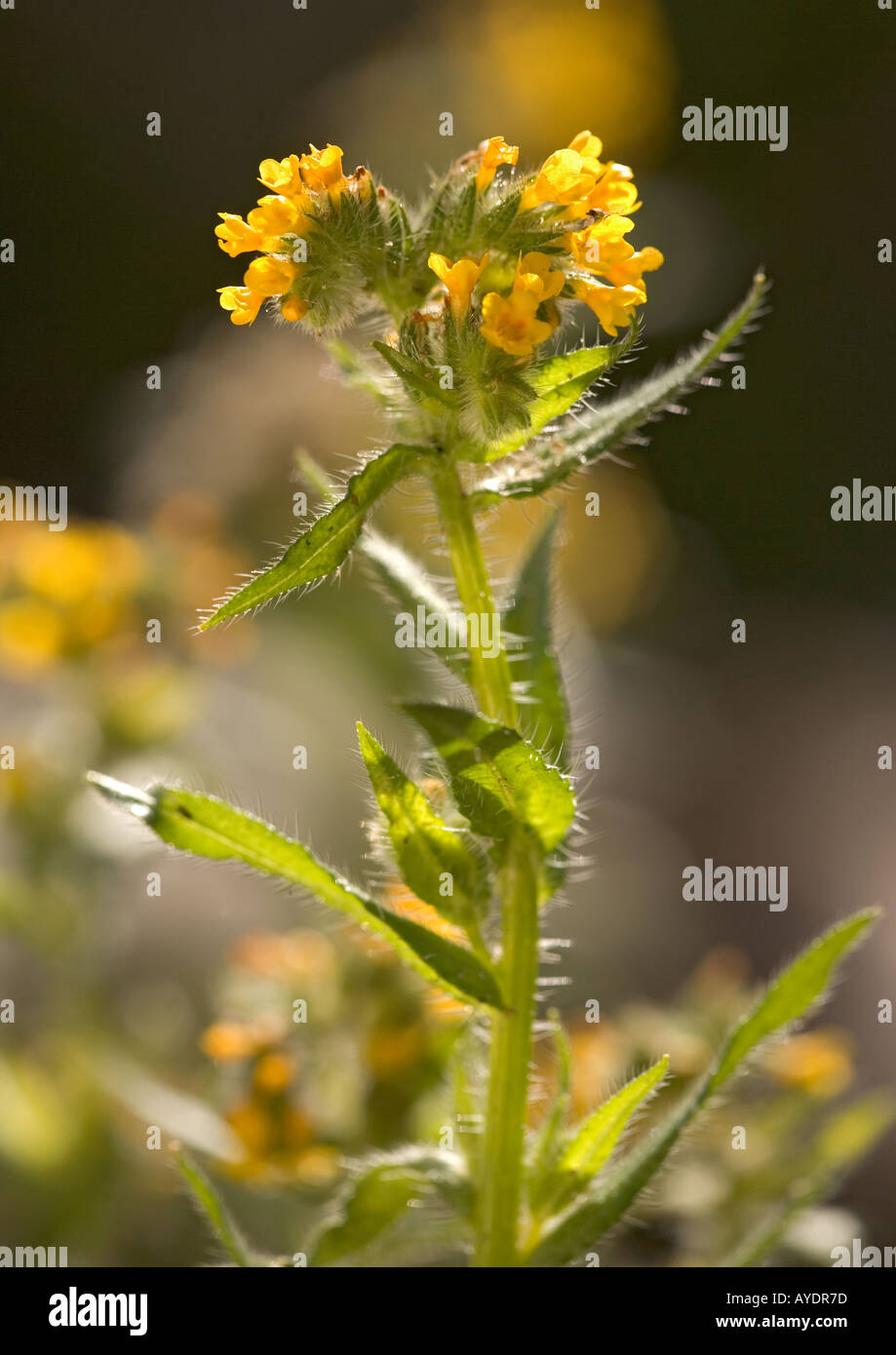 Amsinckia Stock Photo