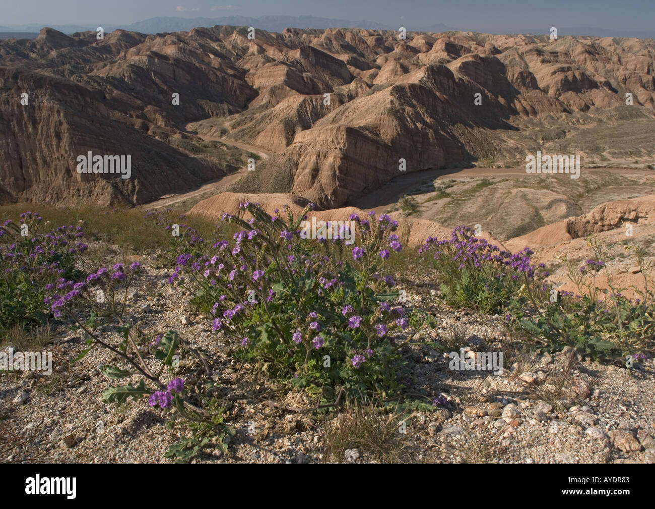 Mountains in south eastern corner of Anza Borrego state park with mass of Phacelia in the foreground, California Stock Photo